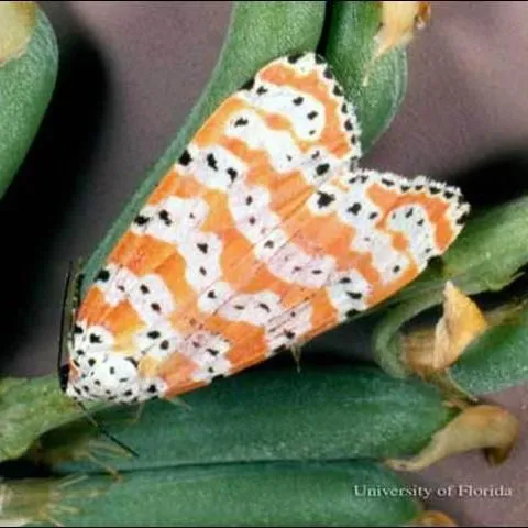 thumbnail for publication: Ornate Bella Moth, Rattlebox Moths Utetheisa ornatrix (Linnaeus) (Insecta: Lepidoptera: Erebidae: Arctiinae)